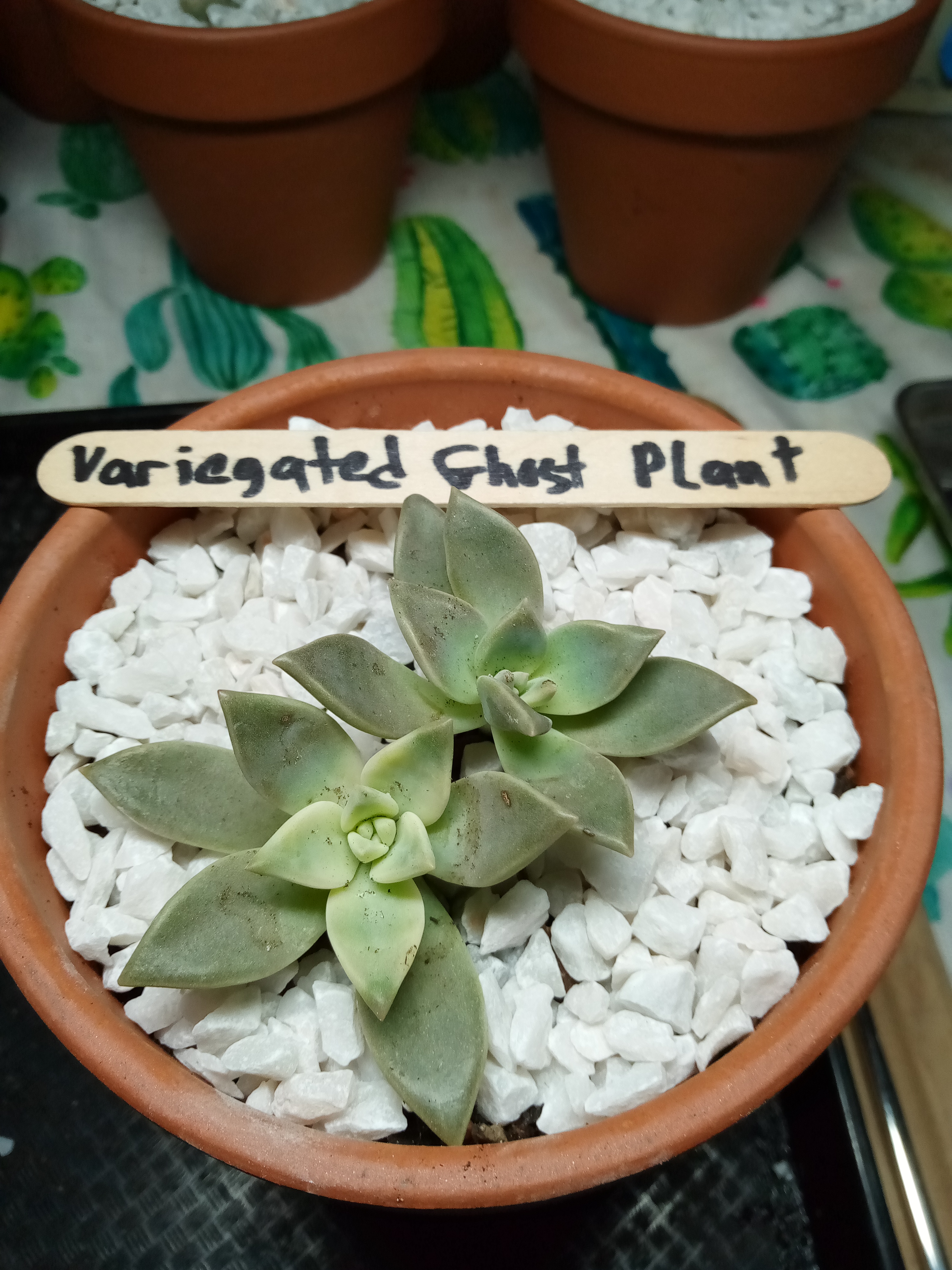 Graptopetalum paraguayense, Variegated.jpg